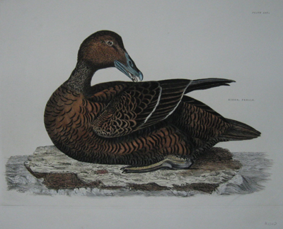(BIRDS). SELBY, John Prideaux [1788-1867]. Eider, Female. [‘Illustrations of British Ornithology’. Edinburgh & London: 1821-34]. 